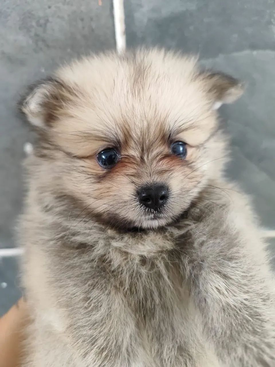Lulu macho pronta entrega 