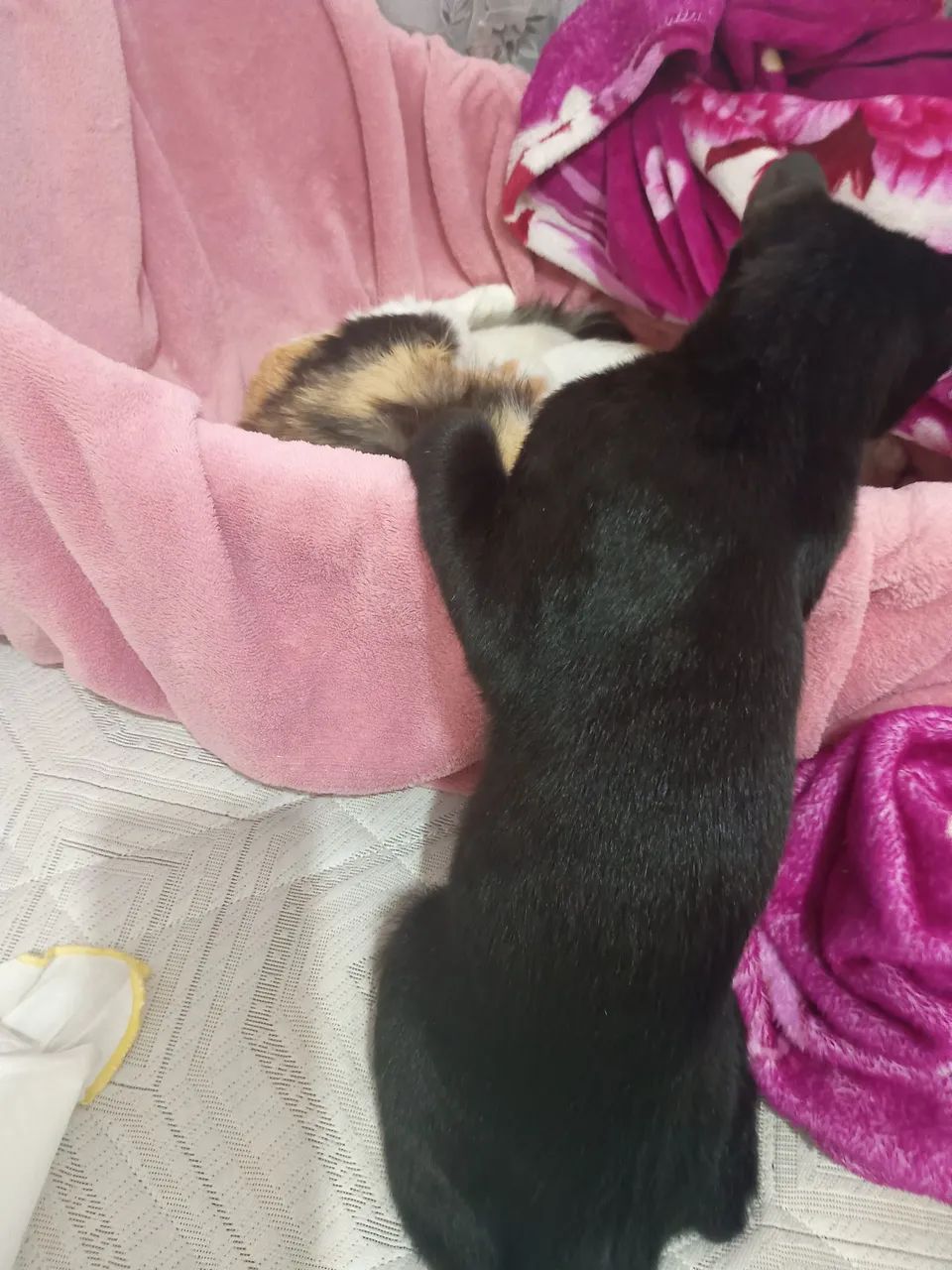 Doações 