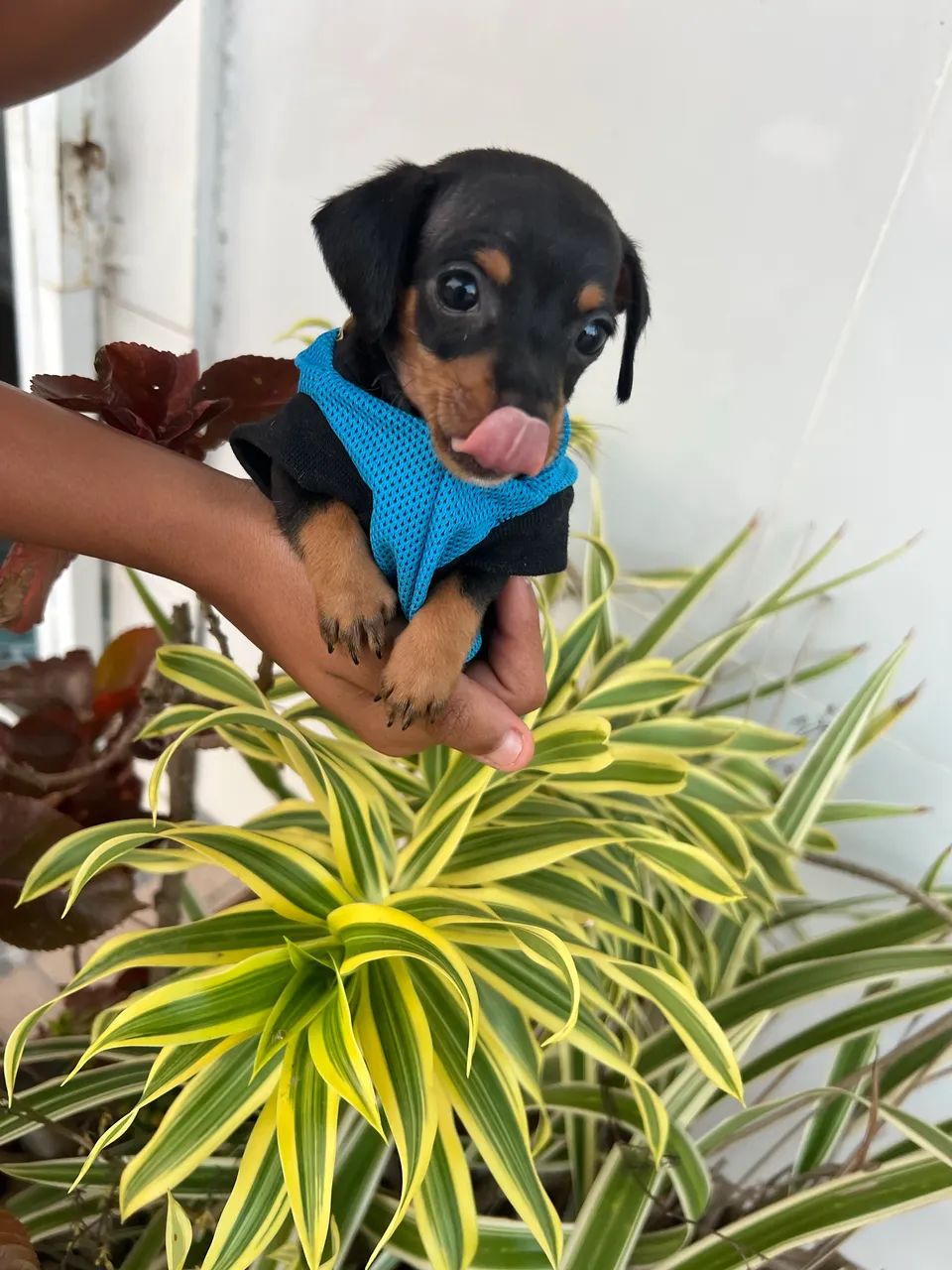 Pinscher macho disponível  - Foto 5