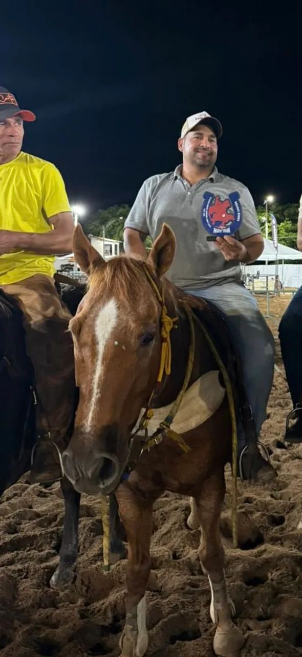 Cavalo quarto de milha campeão de esteira puro - Foto 5