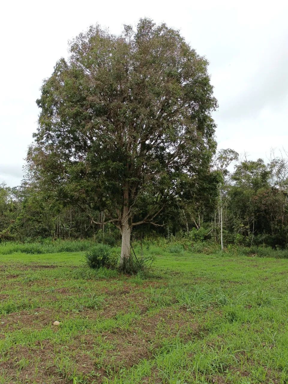 Chacara luzana  - Foto 5
