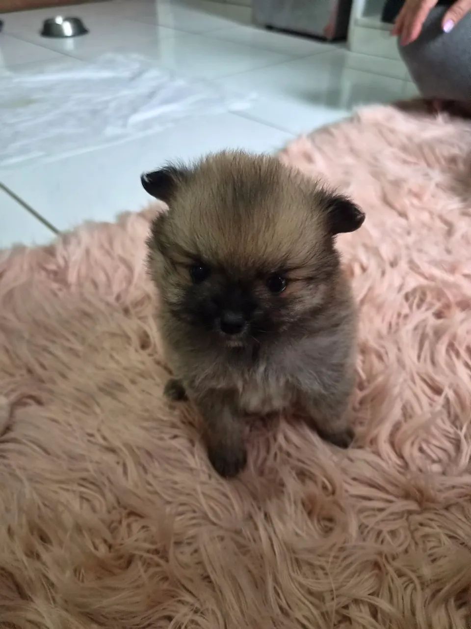 Fêmea de lulu da Pomerânia  - Foto 4