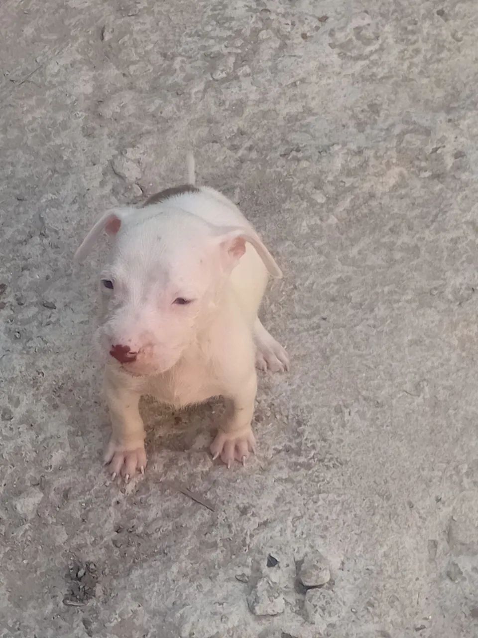 Ultimo filhote de pitbul - Foto 2
