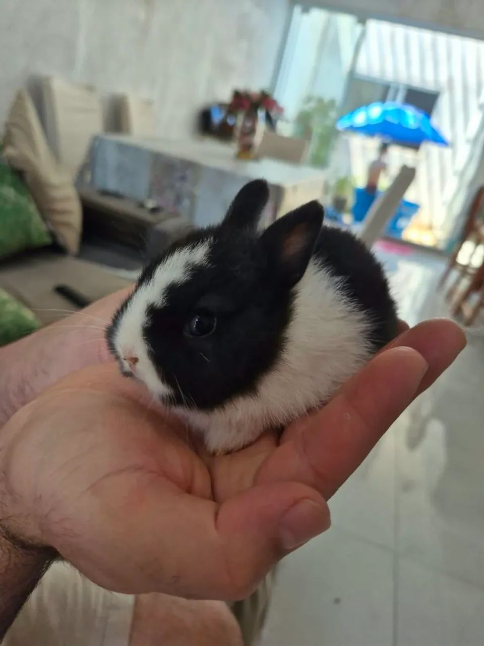 Mini Coelhos Netherland - Foto 4
