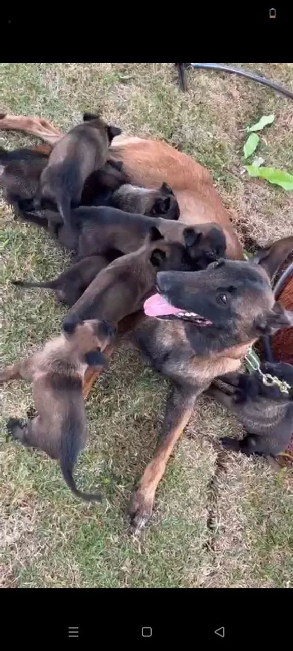 Pastor Belga Malinois - Foto 2