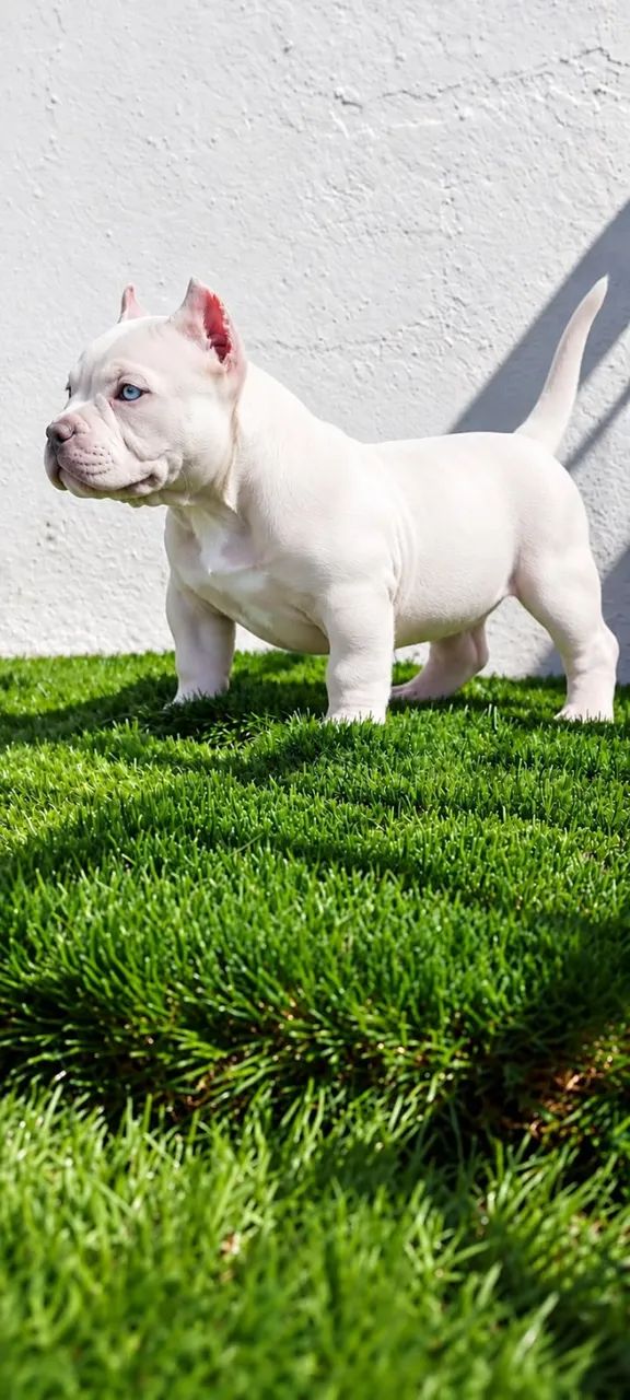 FILHOTES DE AMERICAN BULLY  - Foto 3
