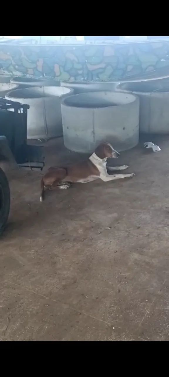 Cachorro  - Foto 4
