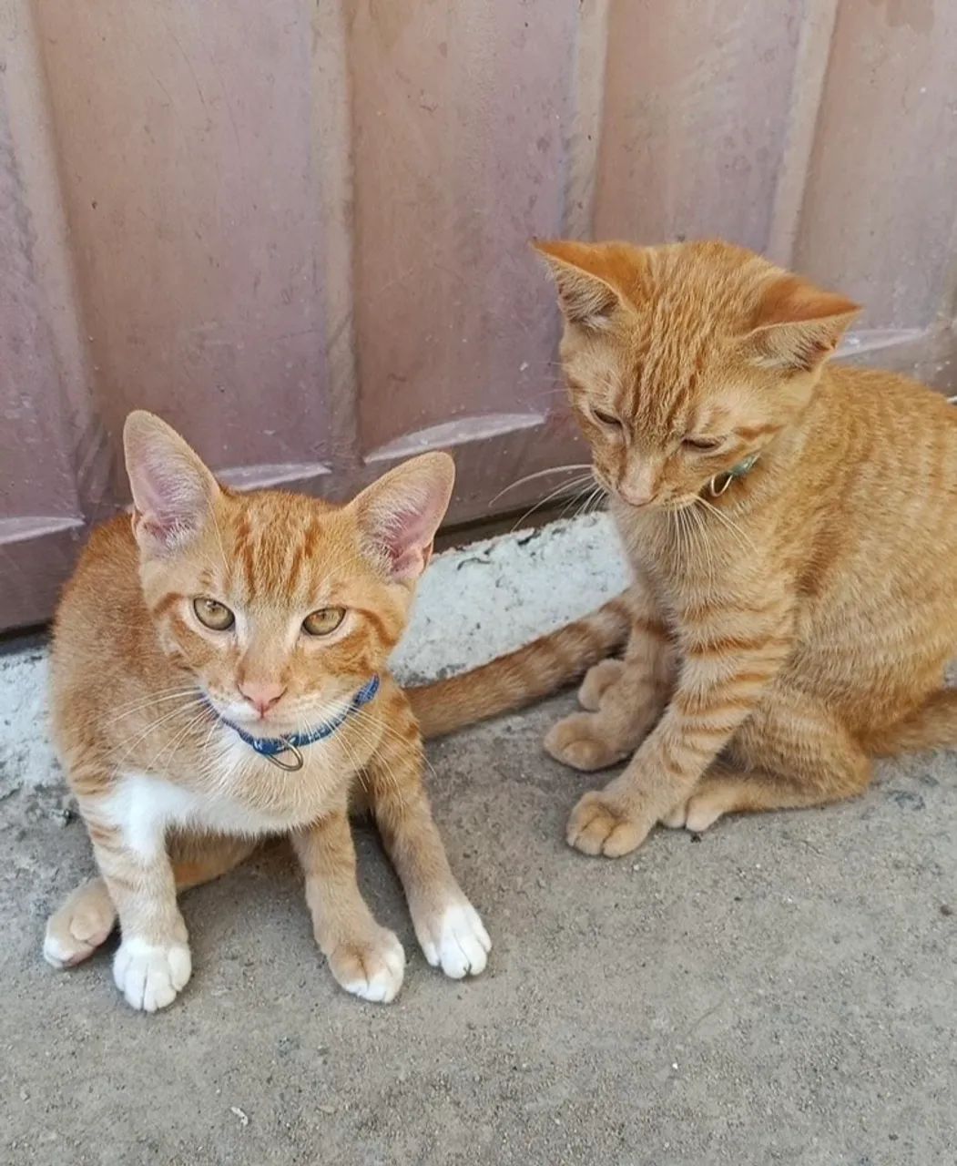 gato laranja doação - Foto 2