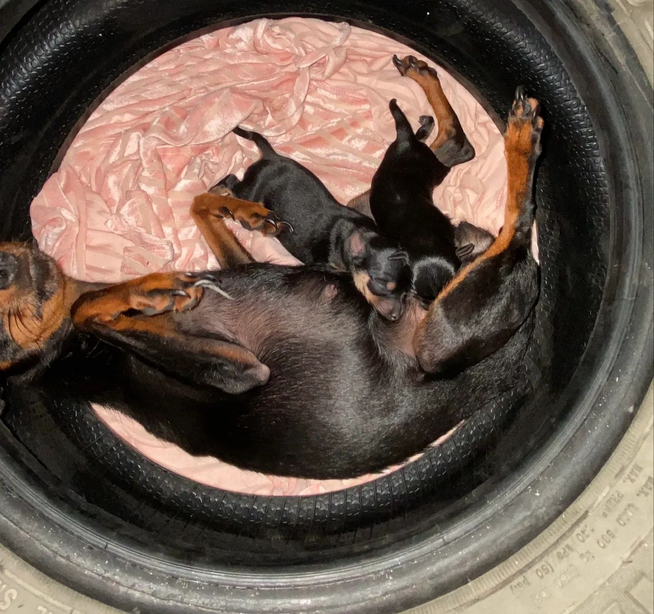 cachorro miniatura pinscher  - Foto 4