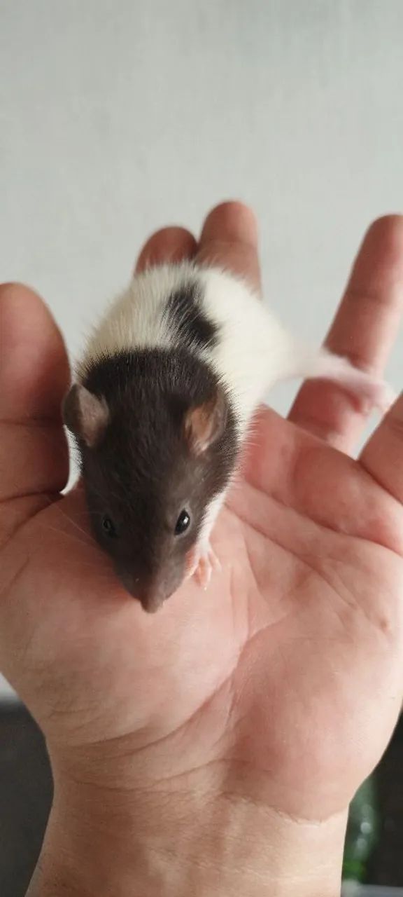 Twisters Pets/ Biotério  - Foto 4