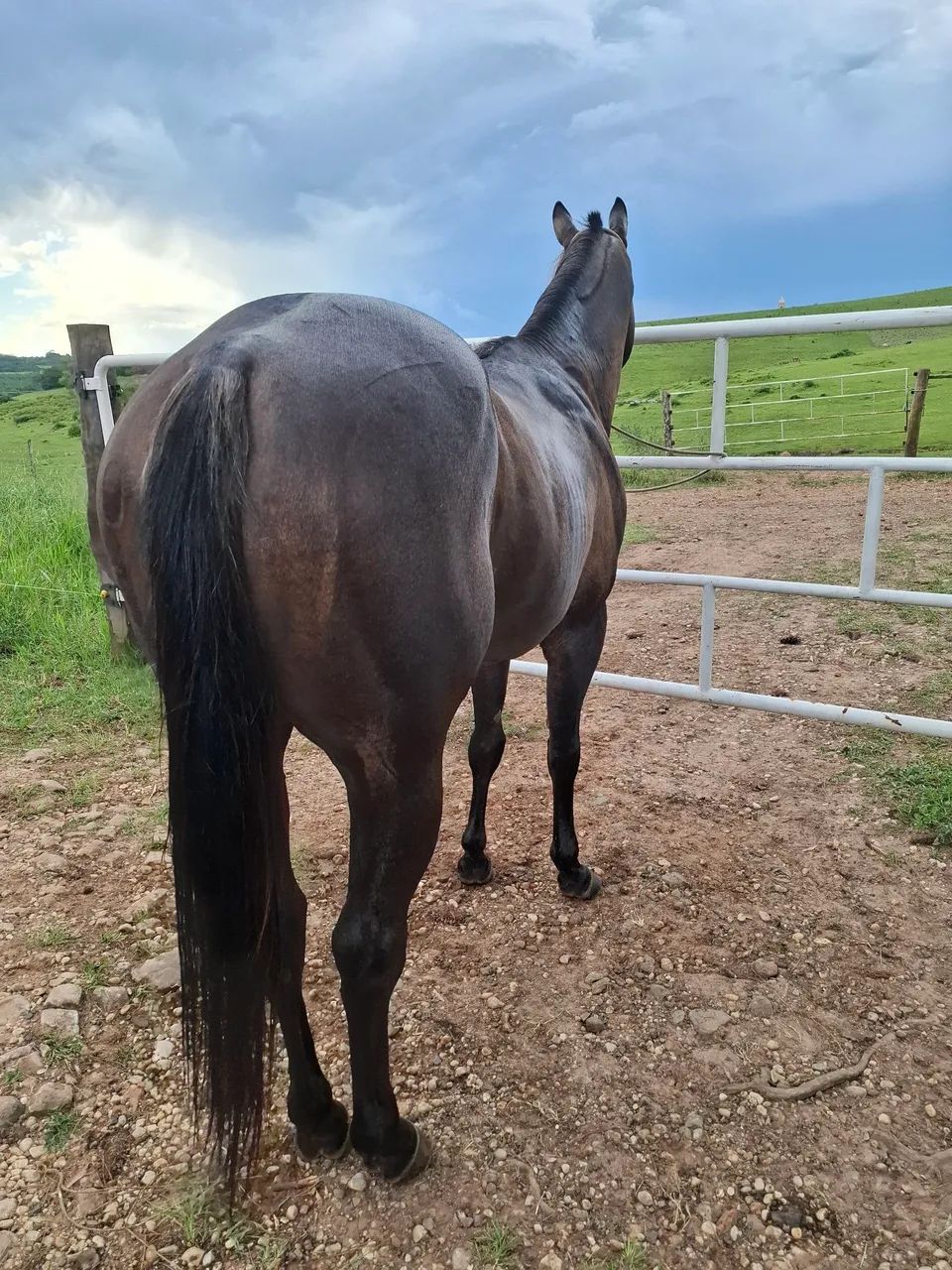 Quarto de Milha - Foto 2