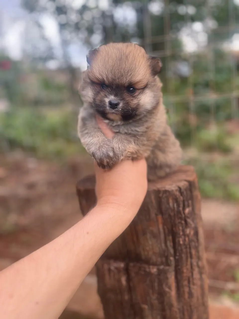 Macho Lulu  - Foto 3