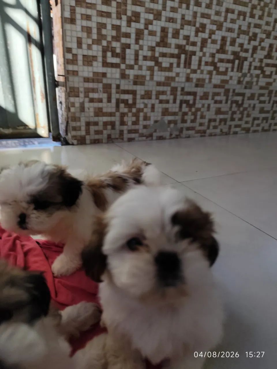 FILHOTES DE SHIHTZU  - Foto 3