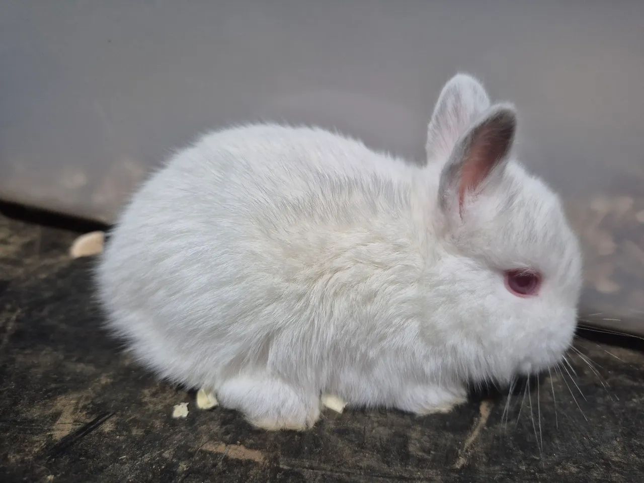 Coelho mini 40 dias