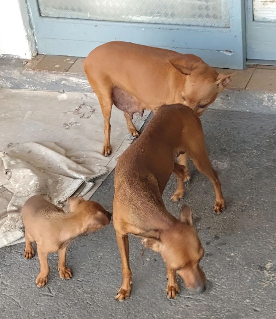 Cachorro  - Foto 3