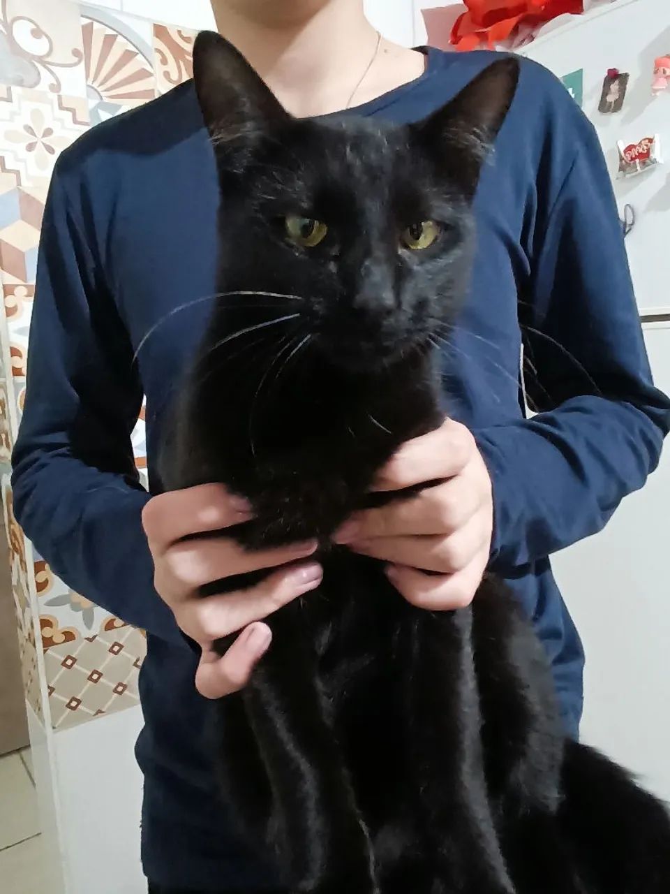 Doa-se gata e gato - Foto 2