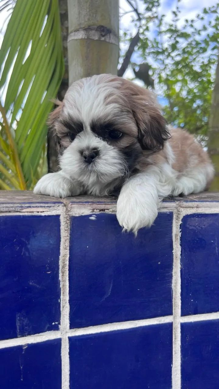 Lindos exemplares de Shih Tzu disponíveis - Foto 2