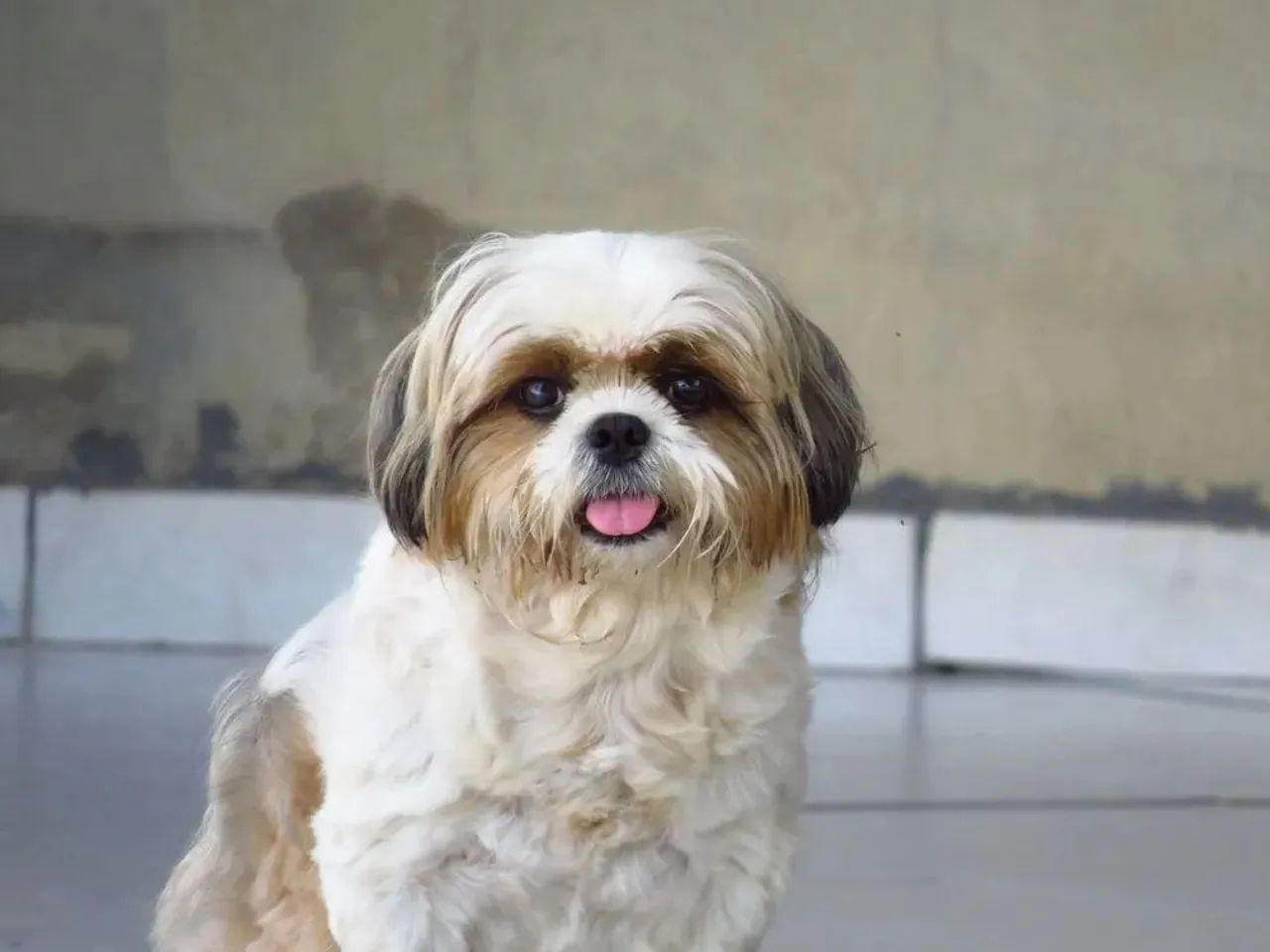 Procuro shih tzu Fêmea