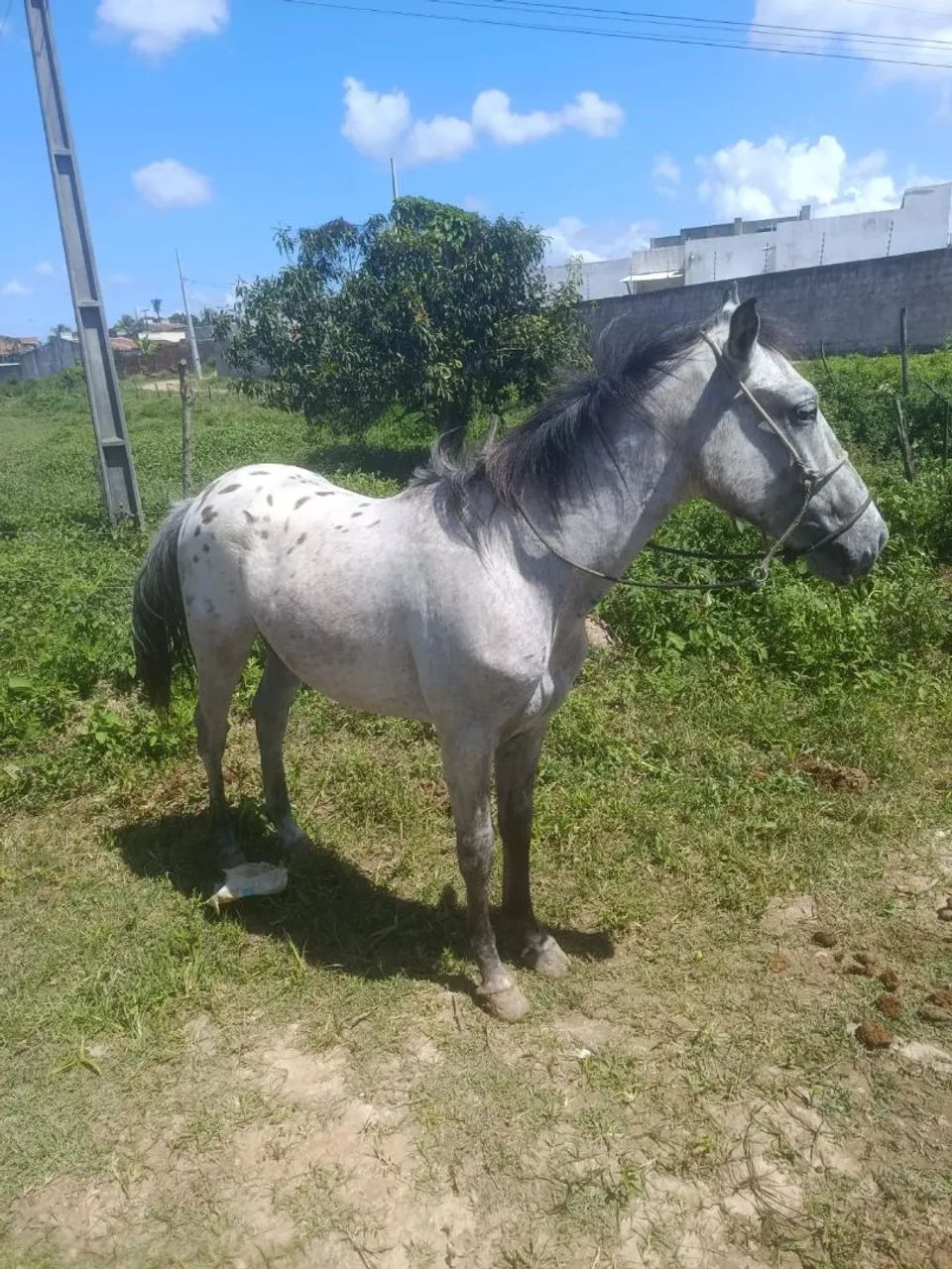Cavalo a venda - Foto 2