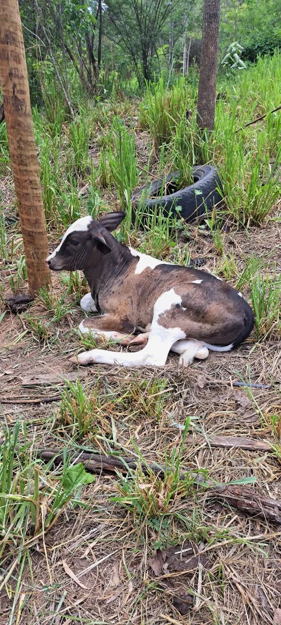 Vaca leiteira, com bezerro. - Foto 5