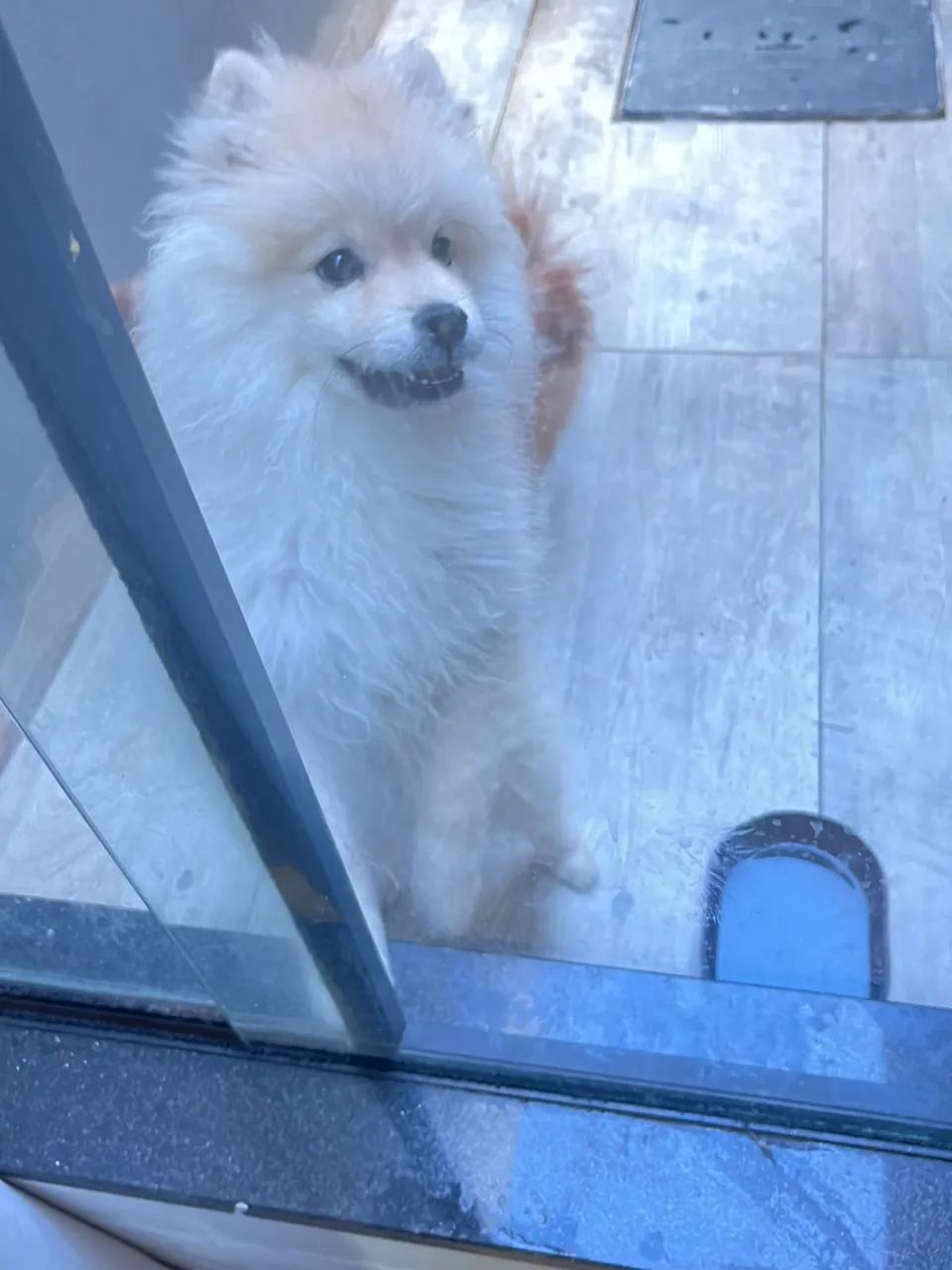 Lulu da Pomerania  - Foto 3