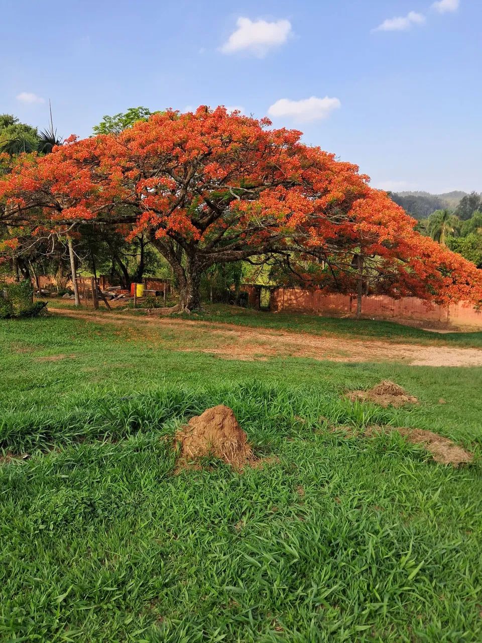 Fazenda a venda  - Foto 4