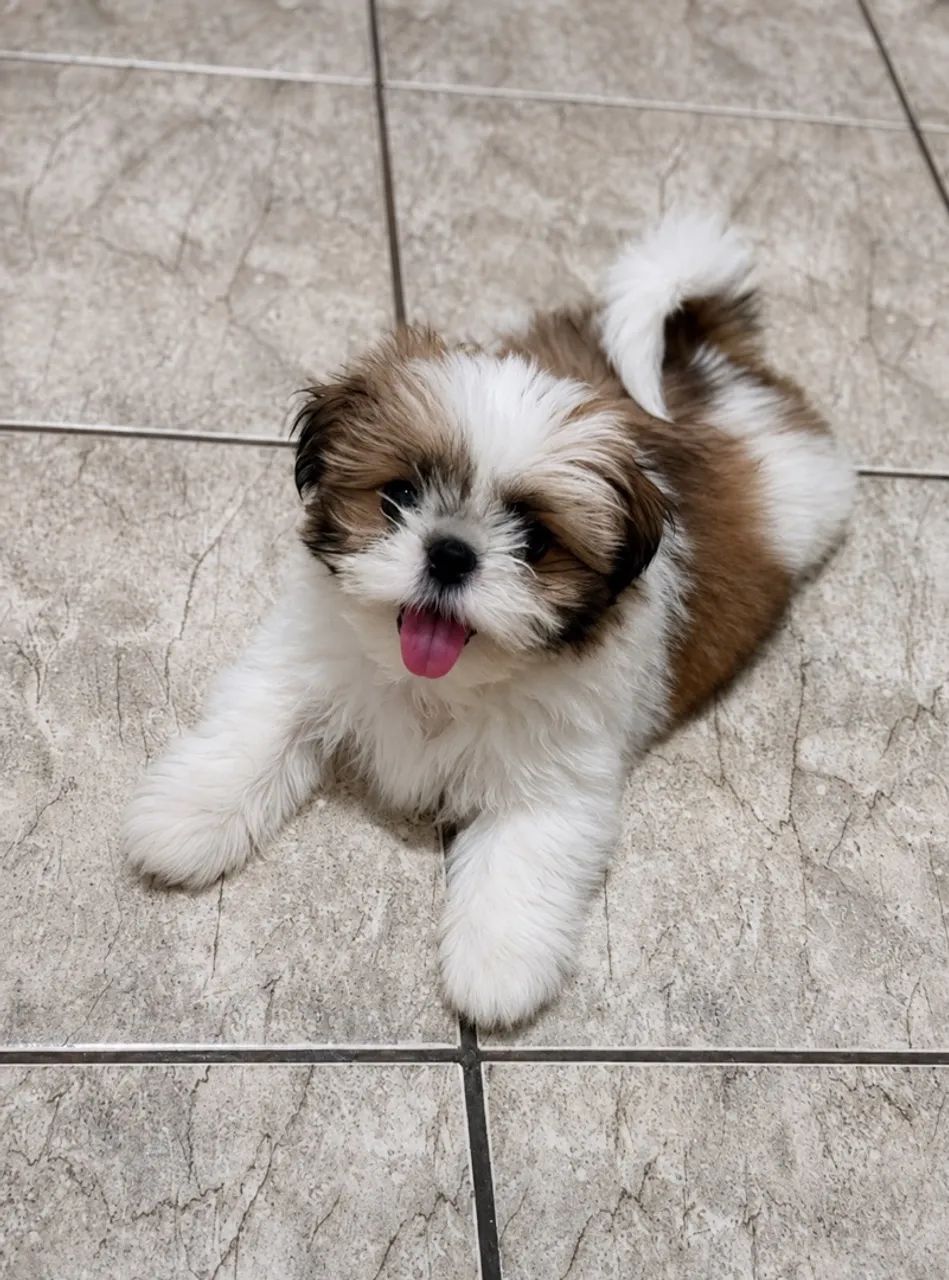 Shihtzu  - Foto 3
