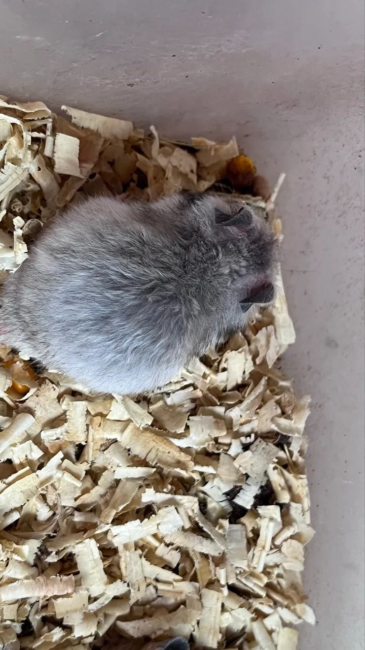 Hamster Sírio  - Foto 2