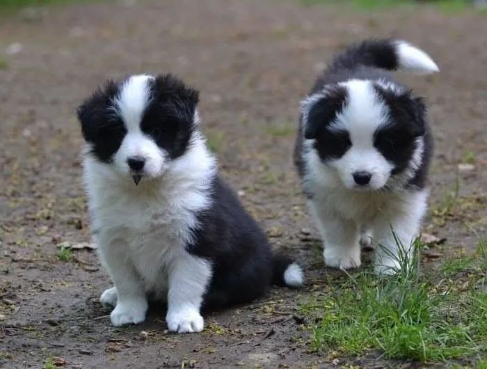 Border collie preto e branco - 52 dias