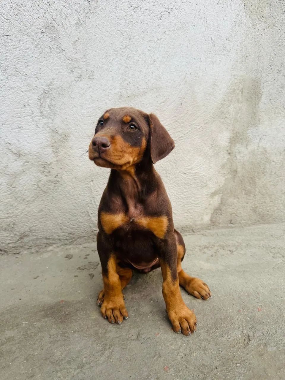Filhote de doberman - Foto 5