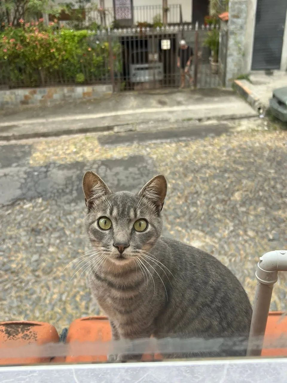 Doaçao de gatinho  - Foto 5