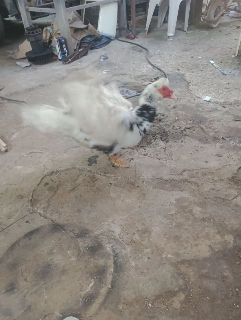 Pato - Foto 2