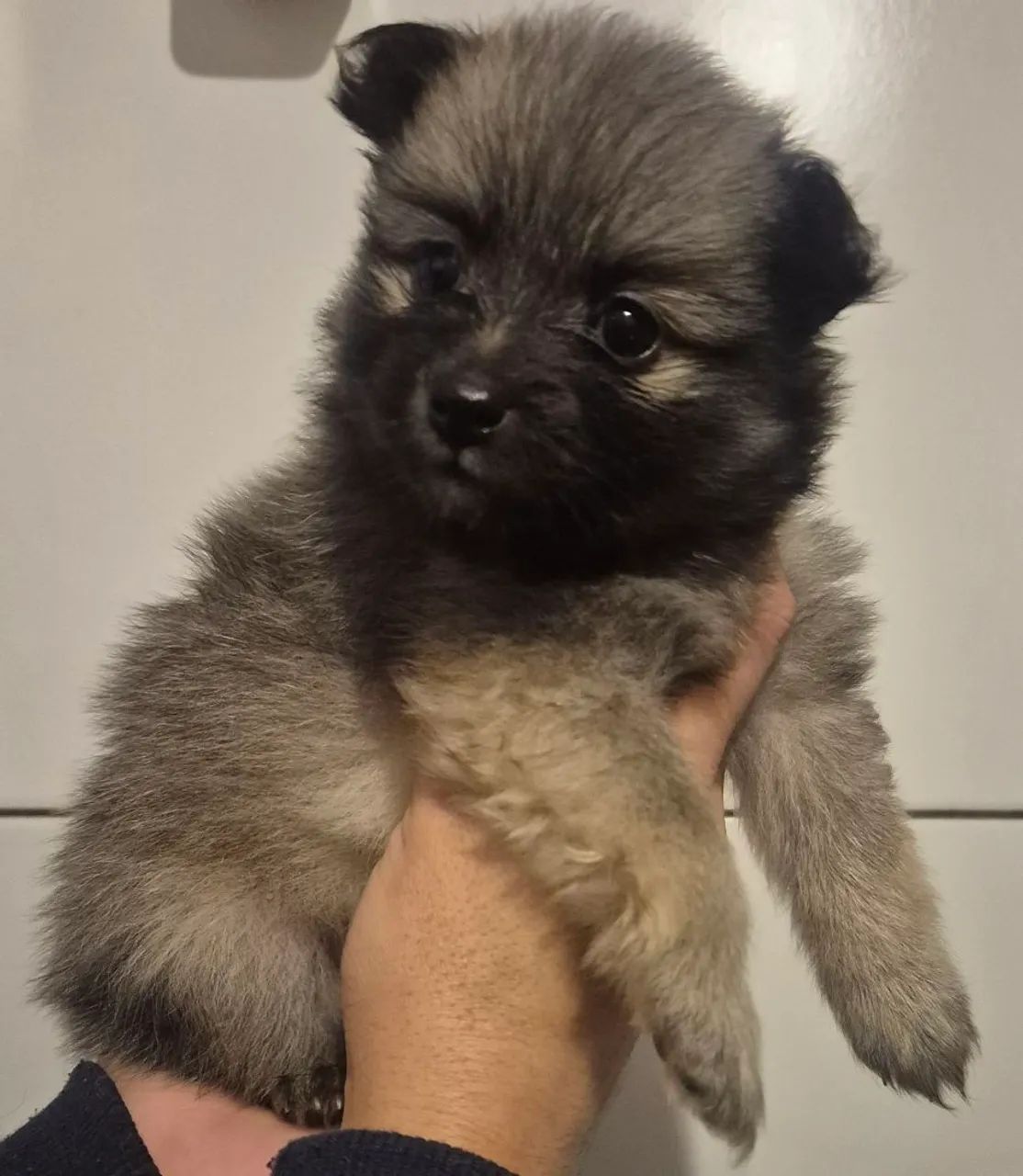 Filhotes de Spitz Alemão - Foto 3