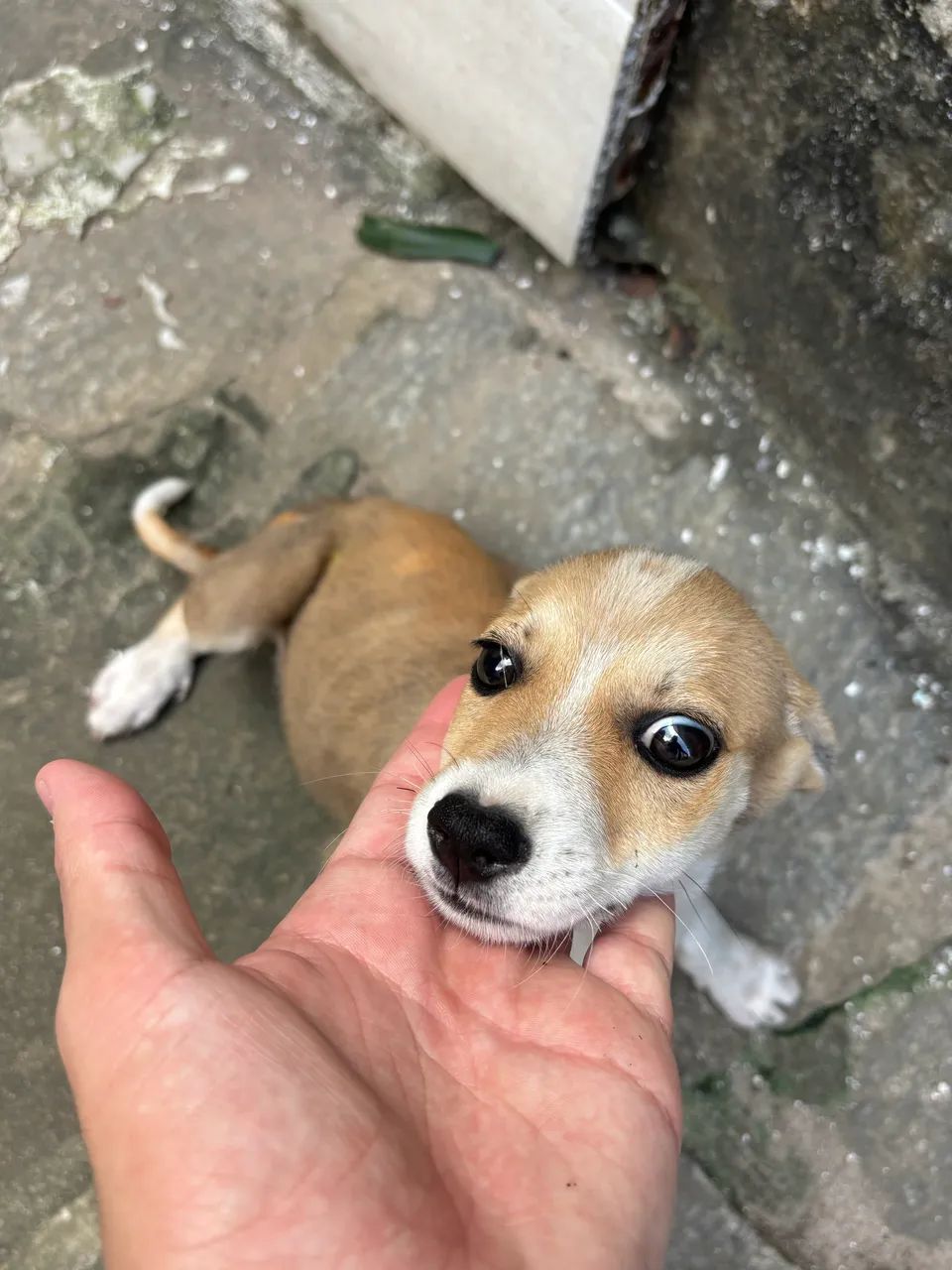 Doa-se Cachorro - Foto 2