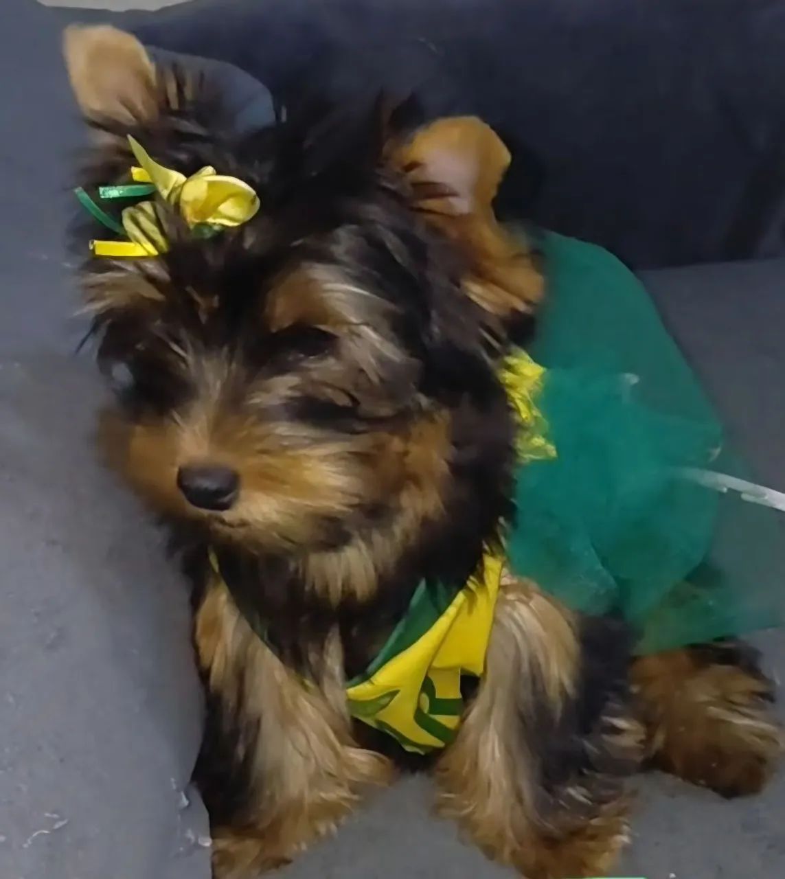 Yorkshire Terrier Fêmea Preto com Dourado