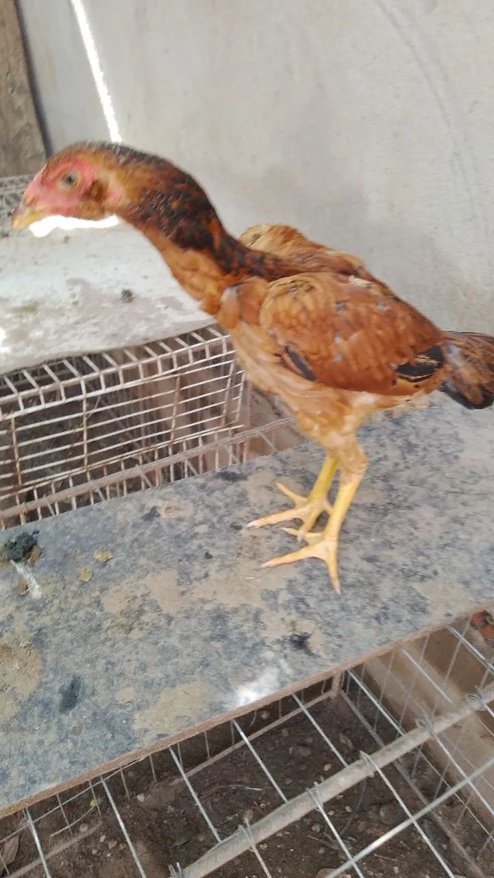 Franguinhos índio  - Foto 4
