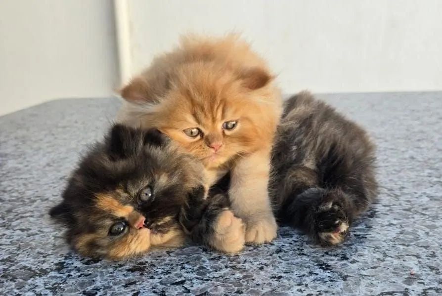 Gato Persa  - Foto 4