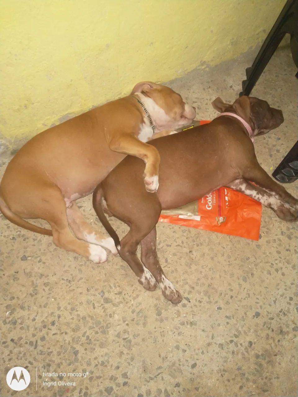 Filhote APBT  American Pitbull  Terrier? Pais no Local! Pai Amarelo ? Mãe Marrom ?  - Foto 4