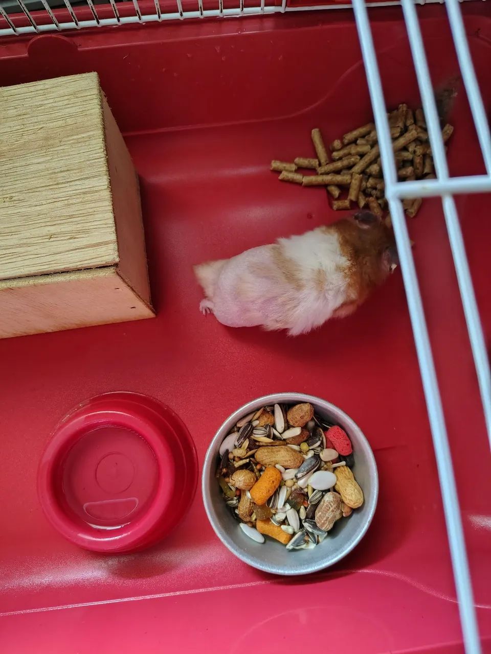 Hamster macho  - Foto 4
