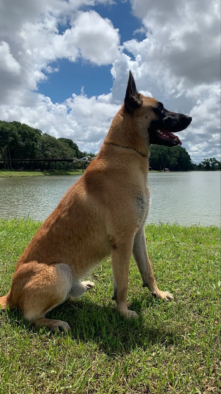 Pastor Belga Malinois - Foto 3