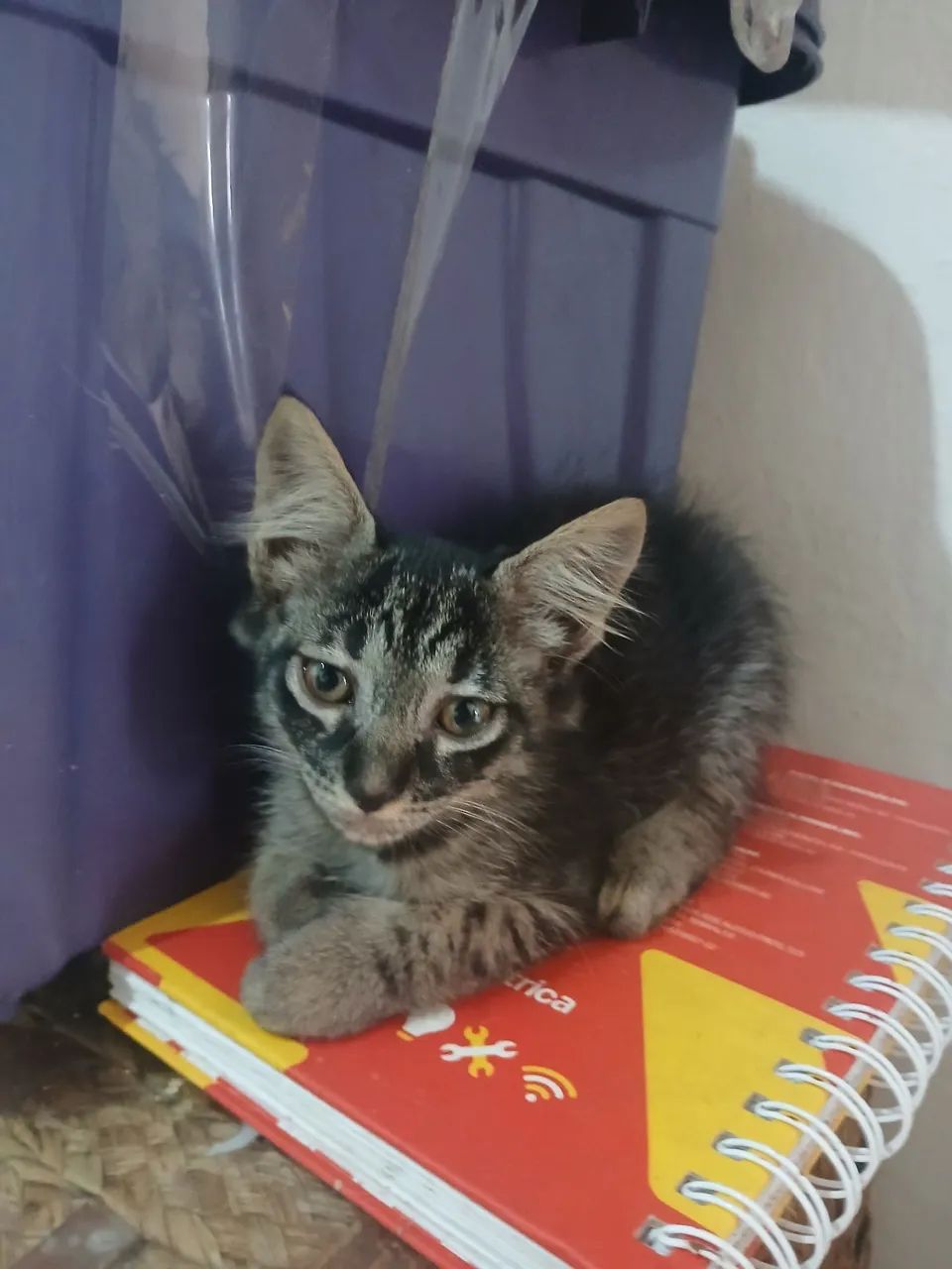 Adoção responsável fêmea - Foto 2