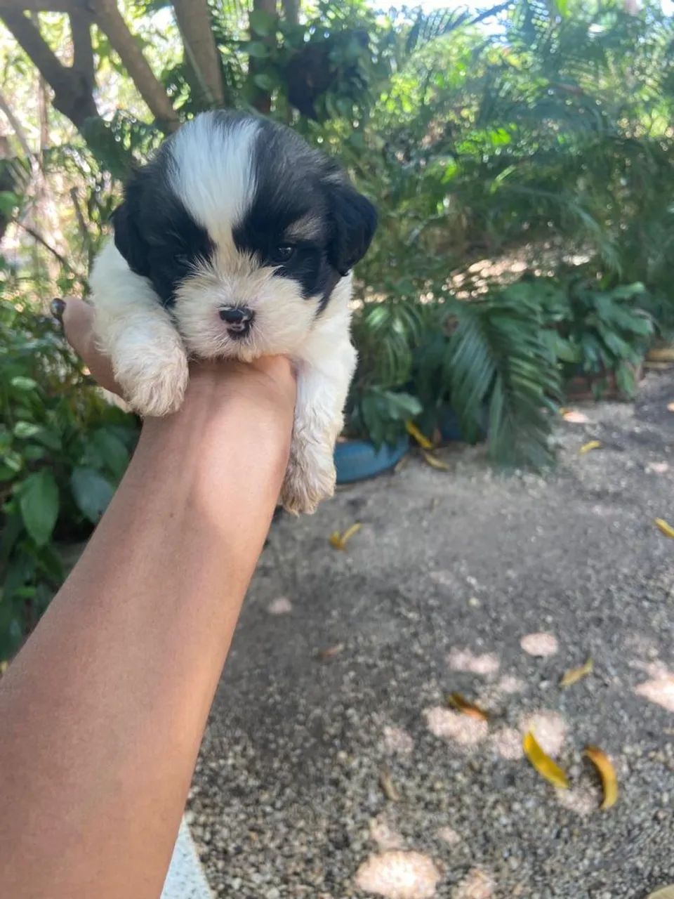 Cachorro  - Foto 5
