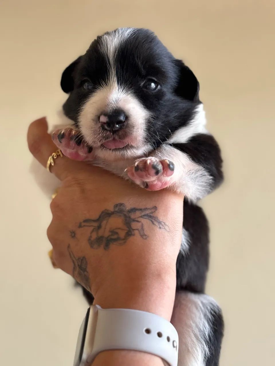 Border collie  - Foto 2