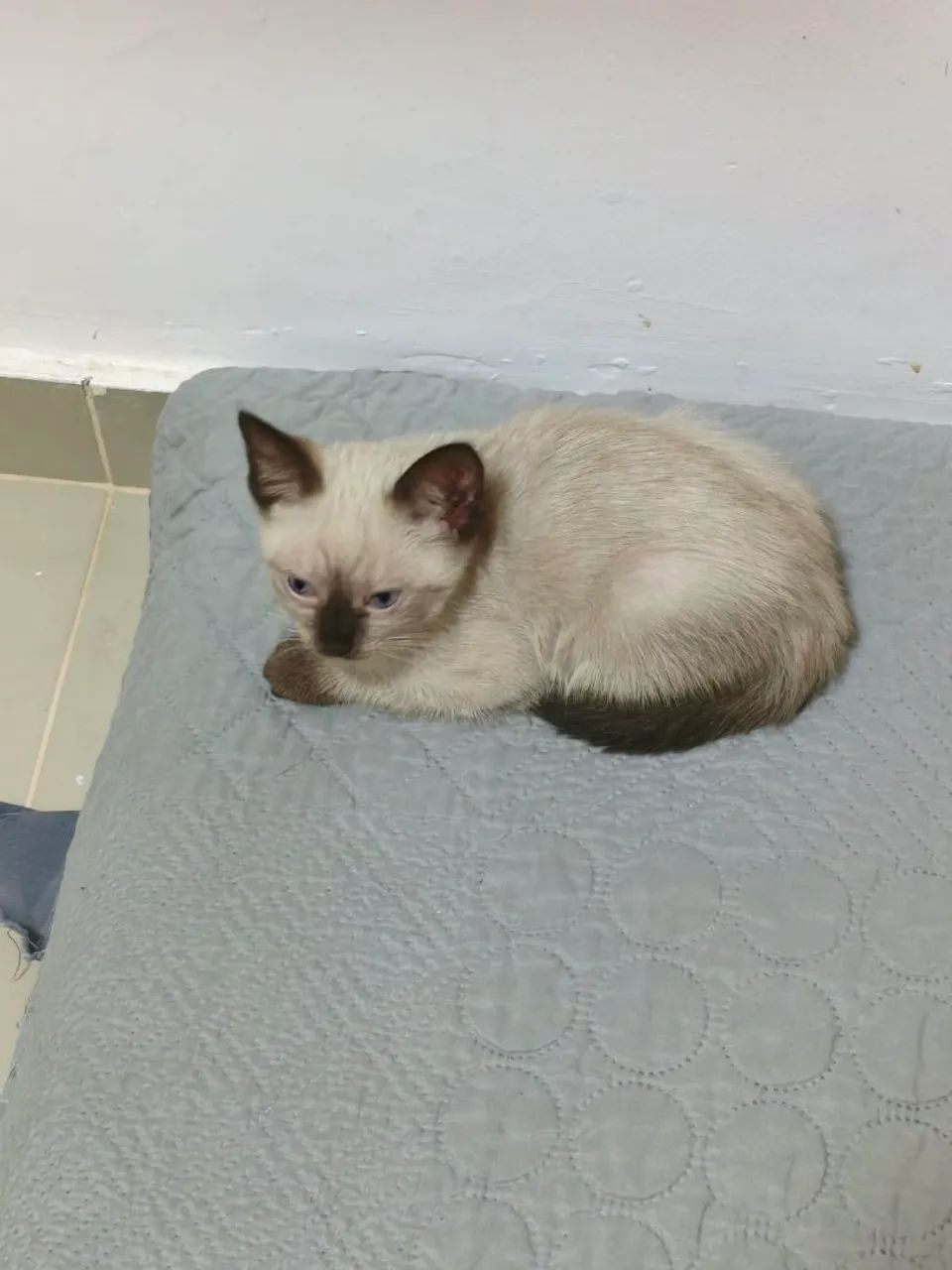Adoção gato - Foto 2