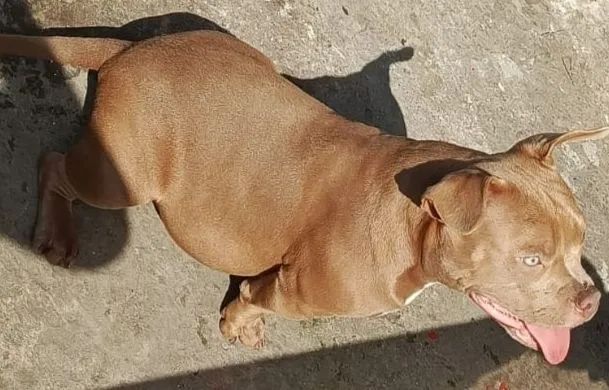 Pitbull American bully - Foto 4