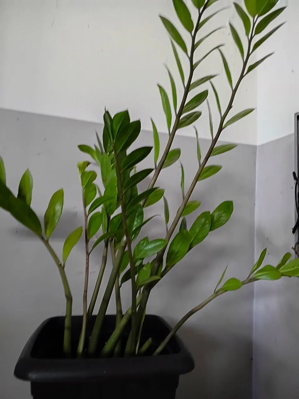 Plantas  - Foto 5