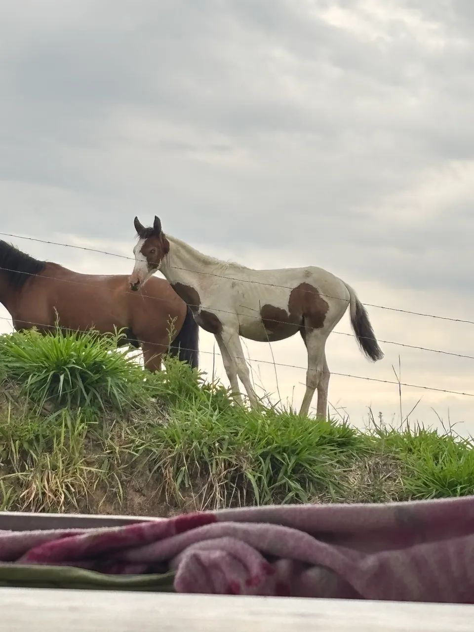 Potranca apartada 6 meses - Foto 6