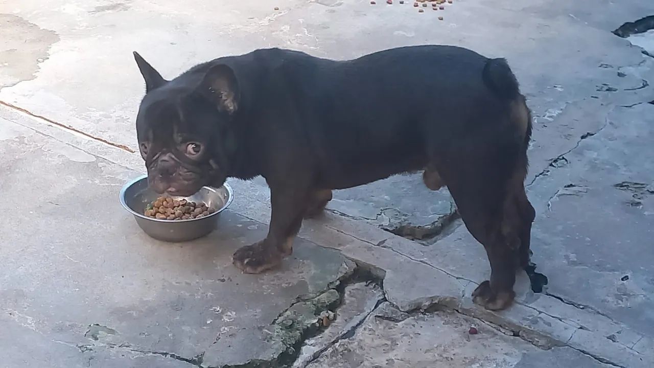 Bulldog francês chocolate para cruza - Foto 2