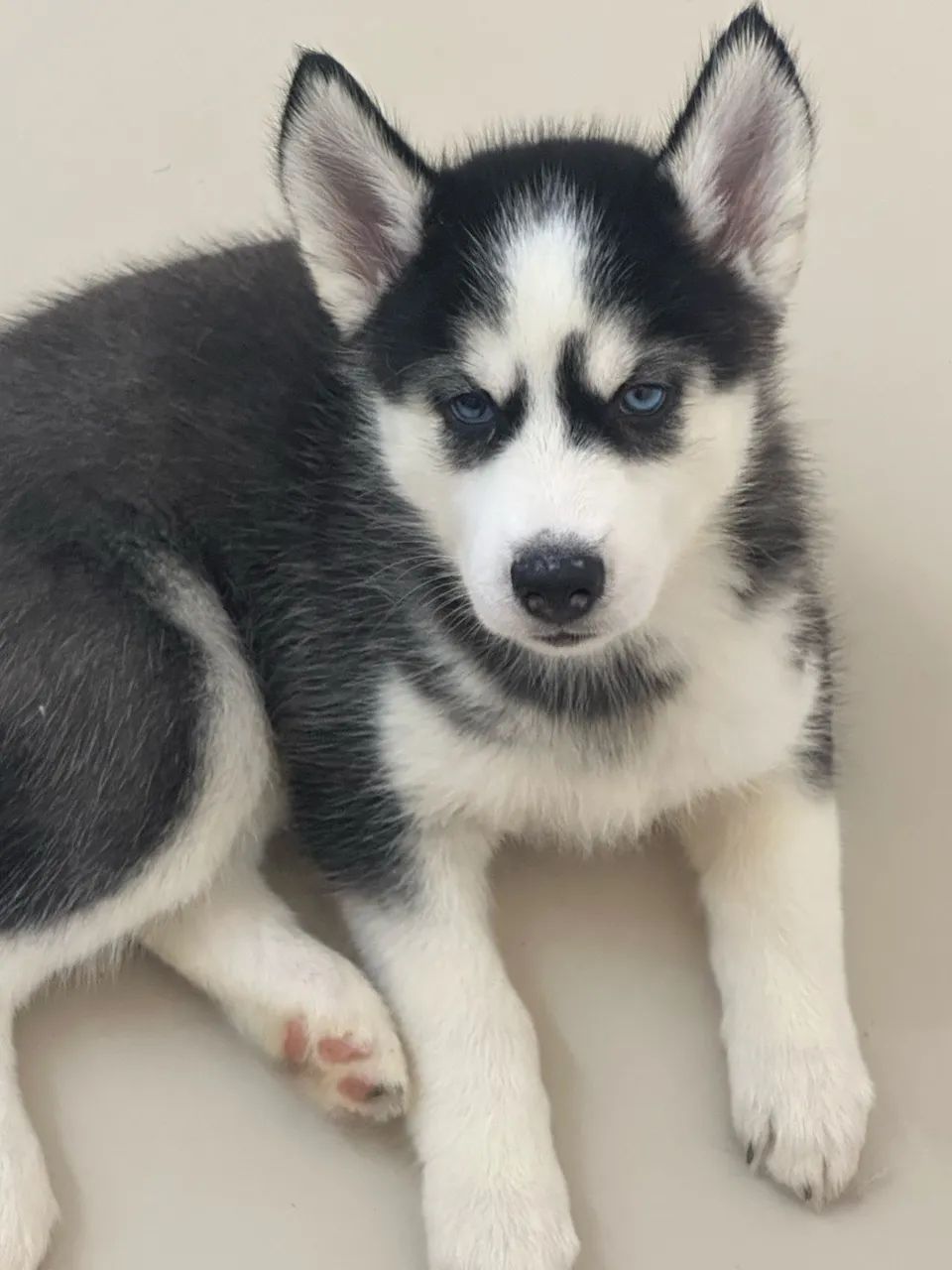 Husky siberiano - Foto 4