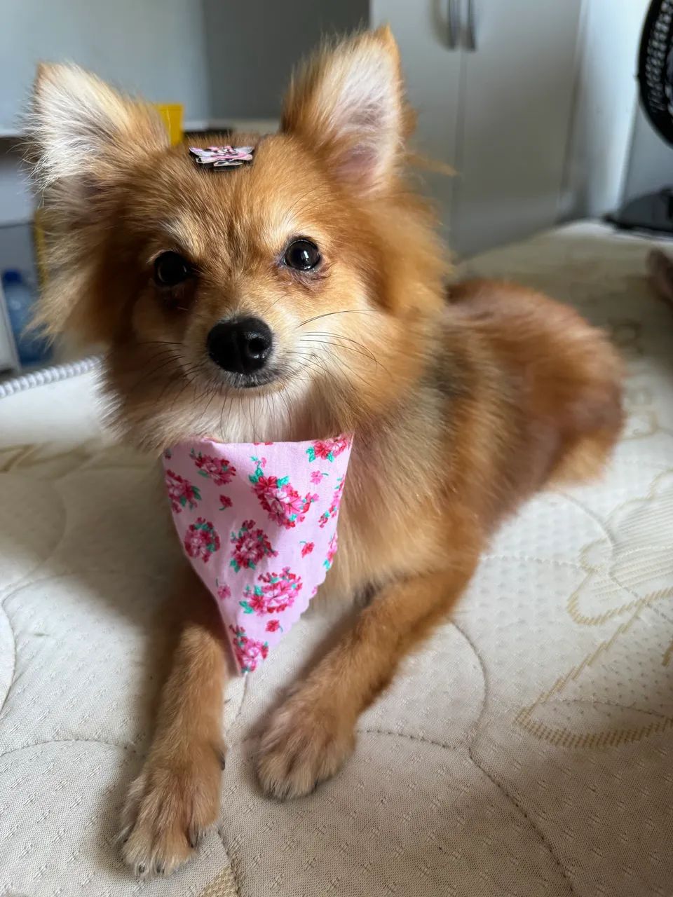 Cachorrinha Lulu 